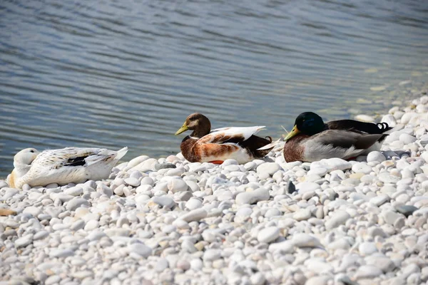 Mallards Mediterranean Sea Spain — Stock Photo, Image