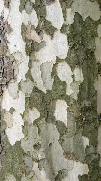 Kora Drzewa Drewno Naturalne Teksturowane — Zdjęcie stockowe
