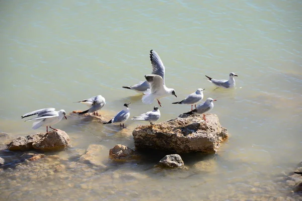 Malerischer Blick Auf Schöne Möwen Vögel — Stockfoto