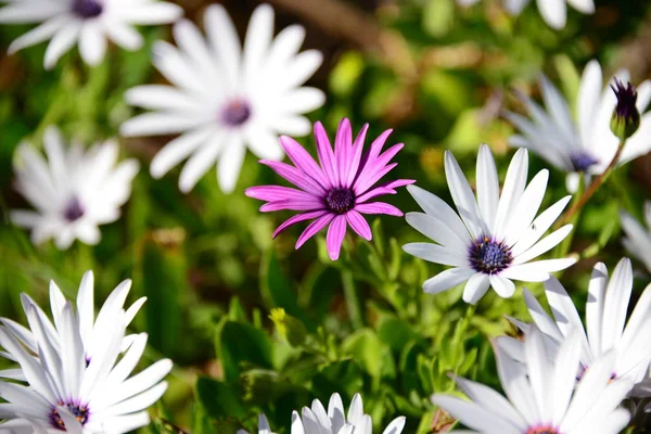 Magariter Blommor Som Växer Trädgården — Stockfoto