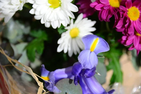 Magariten Blühen Garten — Stockfoto