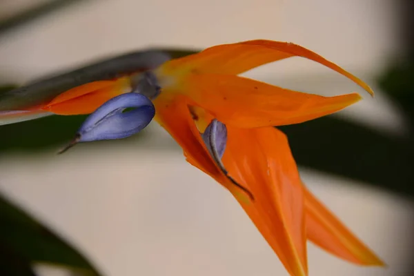 Strelice Pomarańczowy Tropikalny Kwiat — Zdjęcie stockowe