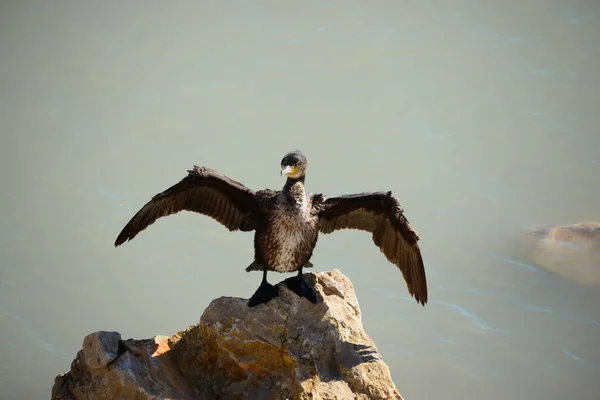 Komoran Der Mediterrane Vogel Der Natur — Stockfoto