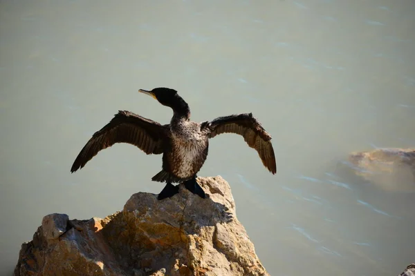 Komoran Středomořský Pták Přírodě — Stock fotografie