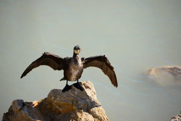 Komoran Medelhavet Fågel Naturen — Stockfoto