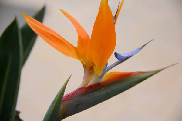 Portakal Çiçeği Strelitzia Bitkisi — Stok fotoğraf