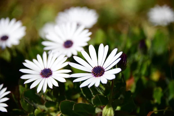 Beautiful Summer Flowers Flora Botany — Stock Photo, Image