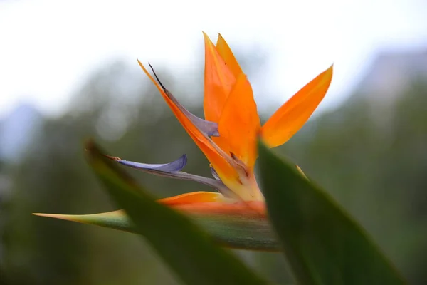 Strelice Pomarańczowy Tropikalny Kwiat — Zdjęcie stockowe