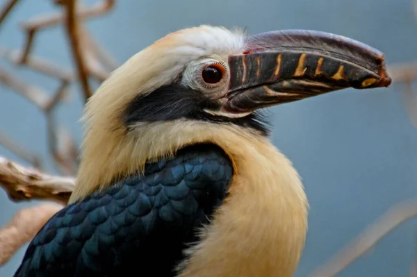 Aussichtsreicher Blick Auf Den Schönen Hornvogel Der Natur — Stockfoto