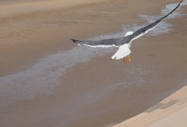 Seagull Пролетает Над Blackpool Beach Побережье Файлда Блэкпуле Великобритания — стоковое фото
