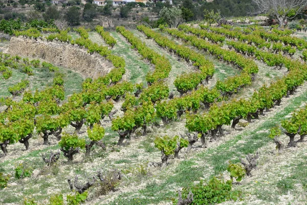 Landwirtschaft Und Weinbäume Ländliche Trauben — Stockfoto