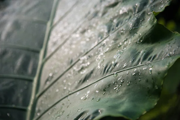 Gotas Orvalho Uma Folha Verde — Fotografia de Stock