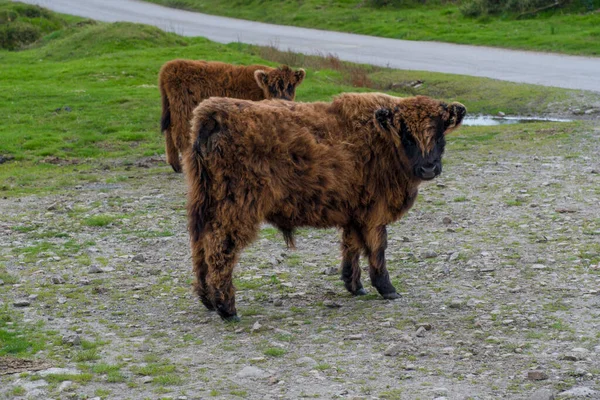 コーンウォールのボドミンムーアのコリフォード湖近くのスコットランドの高地の子牛 — ストック写真