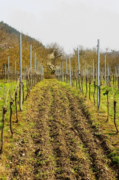 Agricultura Rural Paisagem Vinícola Com Plantas Árvores — Fotografia de Stock