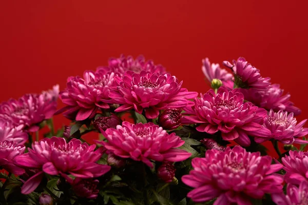 Blumenstrauß Auf Rotem Hintergrund Chrysantheme — Stockfoto