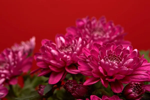 Blumenstrauß Auf Rotem Hintergrund Chrysantheme — Stockfoto