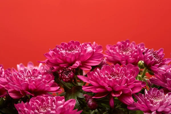 Blumenstrauß Auf Rotem Hintergrund Chrysantheme — Stockfoto