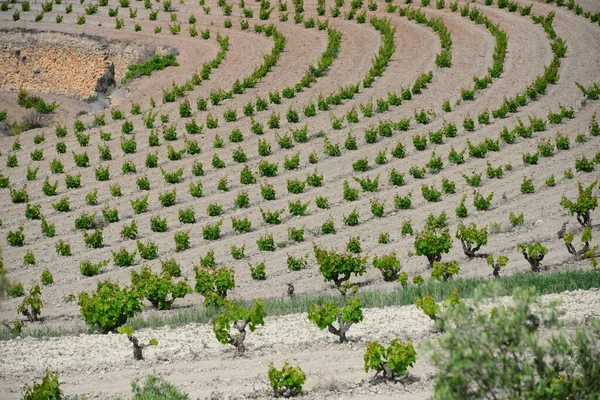 Landwirtschaft Und Weinbäume Ländliche Trauben — Stockfoto