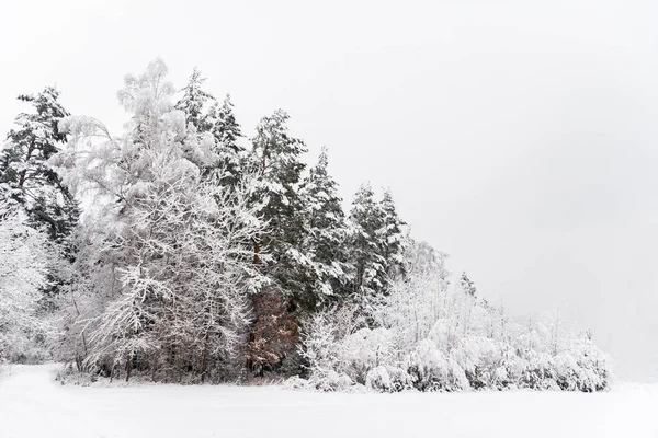 Tél Erdő Téli Erdő Fák Erdő Túraútvonal Hóesés — Stock Fotó