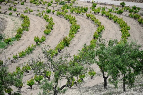 Landwirtschaft Und Weinbäume Ländliche Trauben — Stockfoto