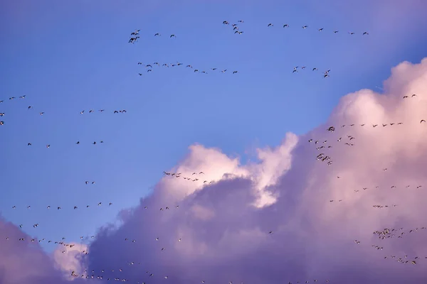 Troupeau Canada Gooses Dans Soirée — Photo