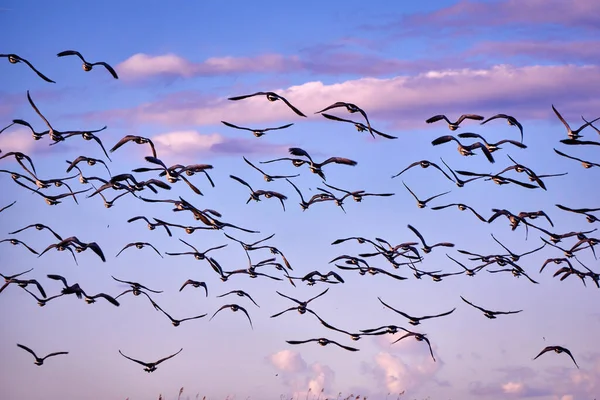 Flock Canada Gooses Evening — Stock Photo, Image