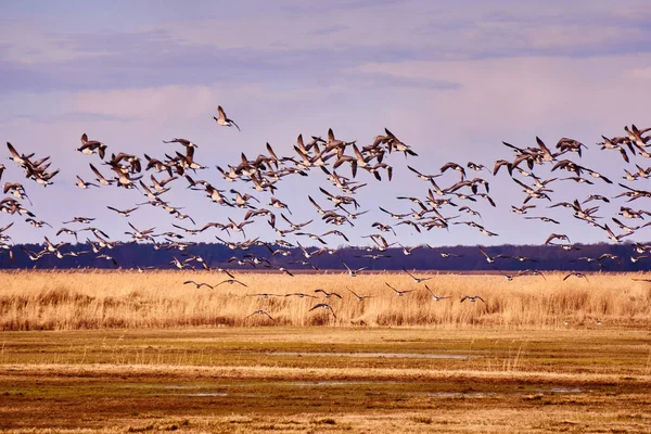 Flock Kanadensiska Gäss Kvällen — Stockfoto