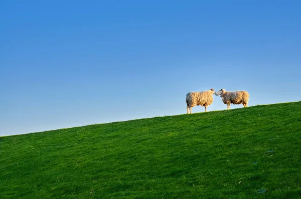 Schafe Auf Deich Nordsee — Stockfoto