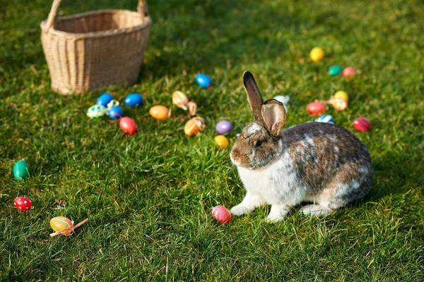 Buon Coniglietto Pasquale Con Uova — Foto Stock