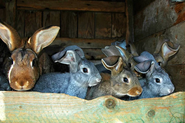 Heureux Lapins Pâques Stalle — Photo