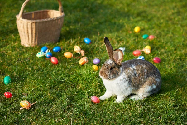 Buon Coniglietto Pasquale Con Uova — Foto Stock