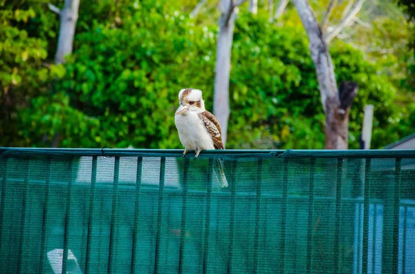 篱笆上的Kookaburra — 图库照片