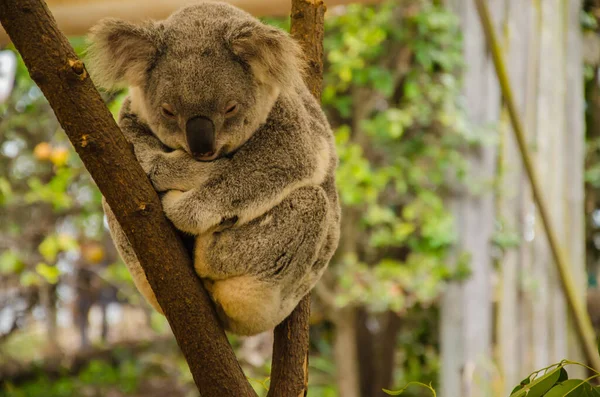 Urso Coala Animais Selvagens Árvore — Fotografia de Stock