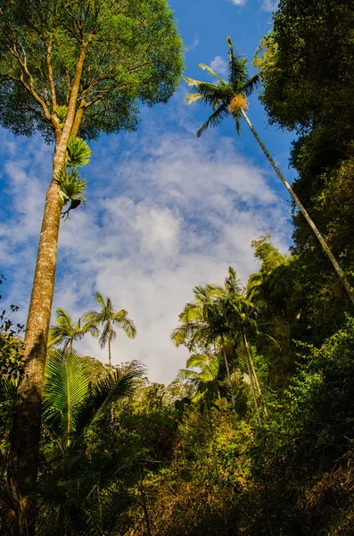 Bosque Lluvioso Subtropical Parque Nacional Springbrook — Foto de Stock