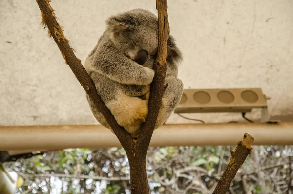 Koala Sobre Tronco Árbol Sentado Santuario Único Pino Koala Brisbane — Foto de Stock