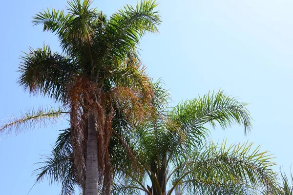 Hojas Palmera Flora Verde —  Fotos de Stock