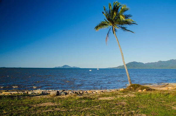 Palm Tree Coast Cardwell Queensland Australia — Stock Photo, Image