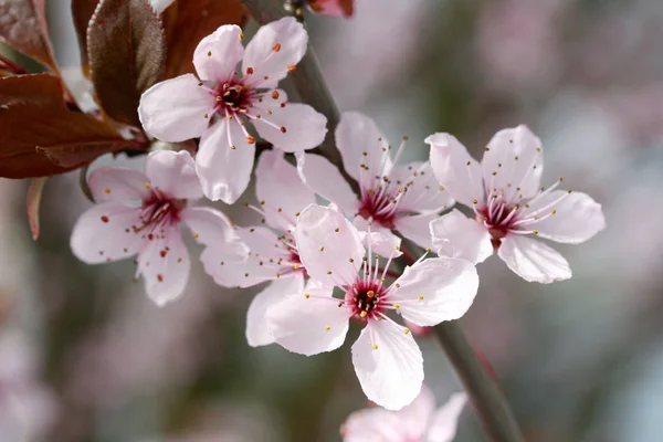 Vårkörsbärsträd Blommor Blomma — Stockfoto