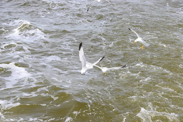 Vue Panoramique Magnifiques Goélands Oiseaux — Photo