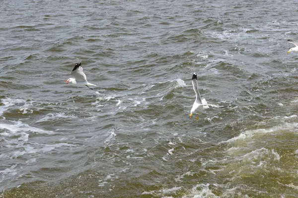 Malerischer Blick Auf Schöne Möwen Vögel — Stockfoto