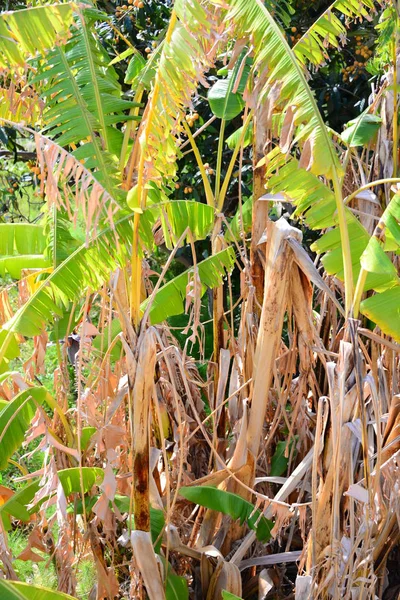 Planta Banana Folhas Árvore — Fotografia de Stock