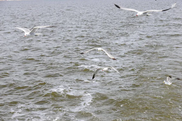 Vista Panorâmica Belas Gaivotas Pássaros — Fotografia de Stock