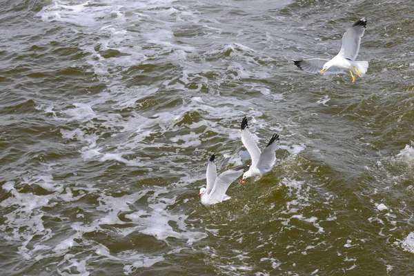 Vista Panorámica Hermosas Gaviotas Aves — Foto de Stock