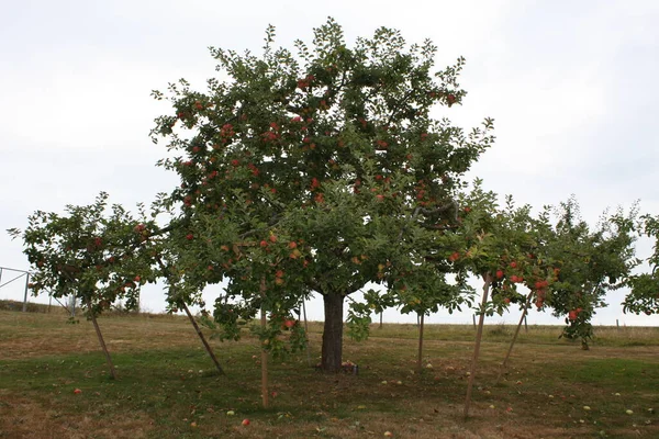 Apfelbaum Alcmene Mit Vielen Reifen Äpfeln Und Hölzernen Stützen — Stockfoto