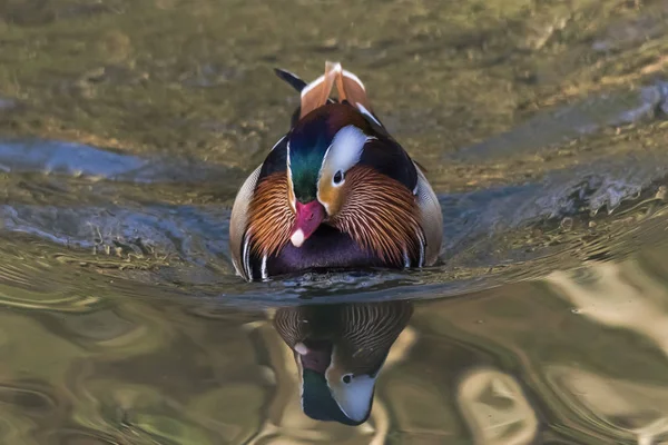 Canard Mandarin Dans Eau Sarre Sarre Allemagne — Photo