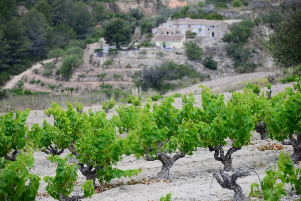 Sector Vitivinícola Plantación — Foto de Stock