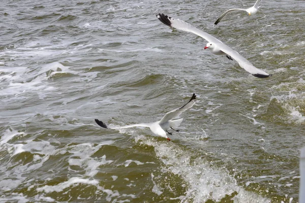 Seagulls Mediterranean Sea Spain — Stock Photo, Image