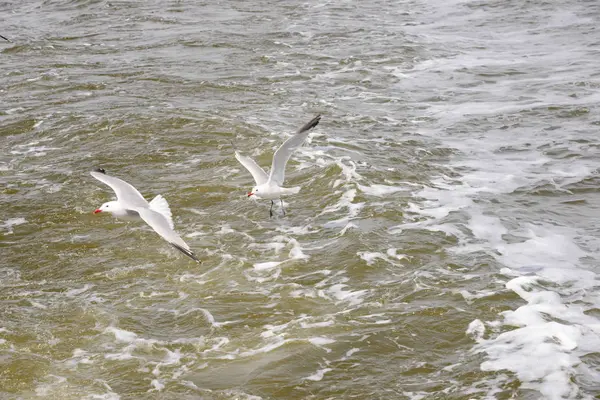 Seagull Seagulls Mediterranean Sea Spain — Stock Photo, Image