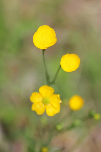 Scherpe Boterbloem Ranunculus Acris Een Geslacht Van Boterbloemen Uit Familie — Stockfoto