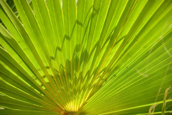 Foglie Palma Flora Verde — Foto Stock